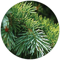 Engleman Spruce